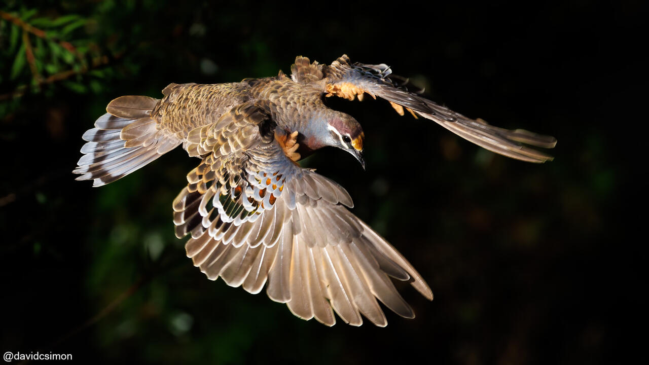 Bronzewing Bronzewing