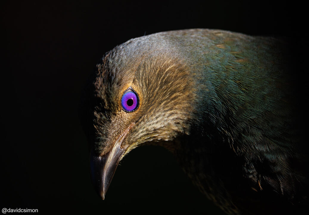 Satin Bowerbird