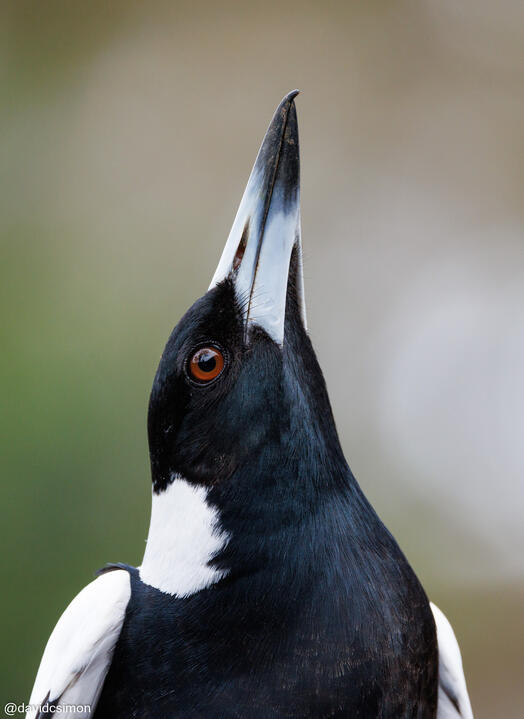 Magpie