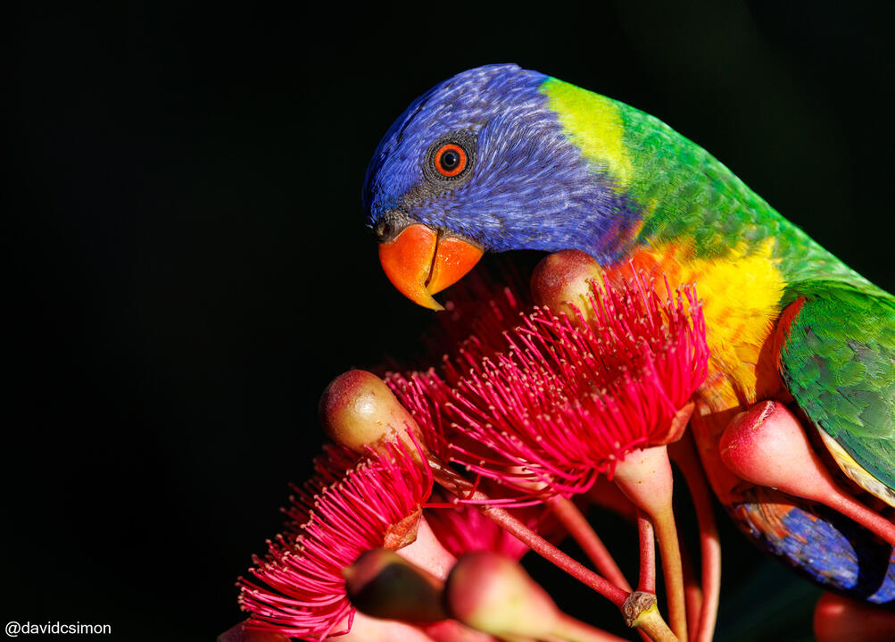 Rainbow Lorikeet