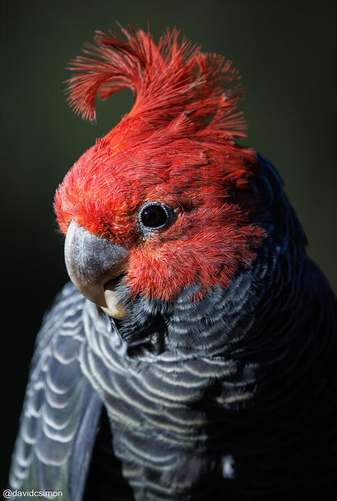 Gang-gang Cockatoo