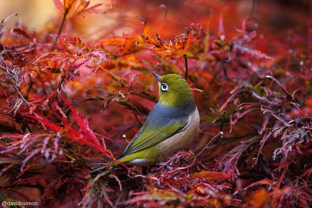 Silvereye in Red Silvereye in Red