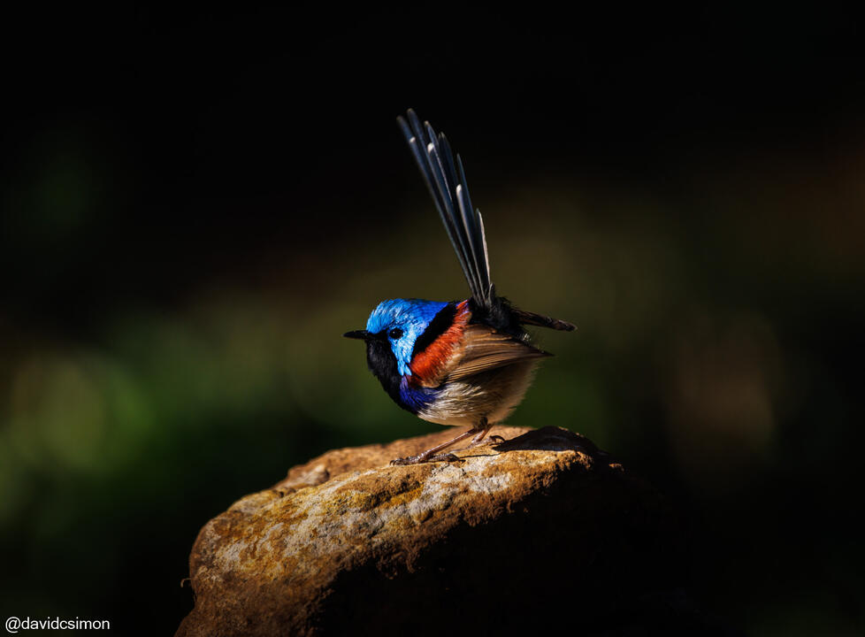 Variegated Fairy-wren