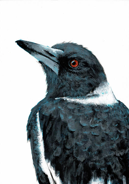 Australian Magpie