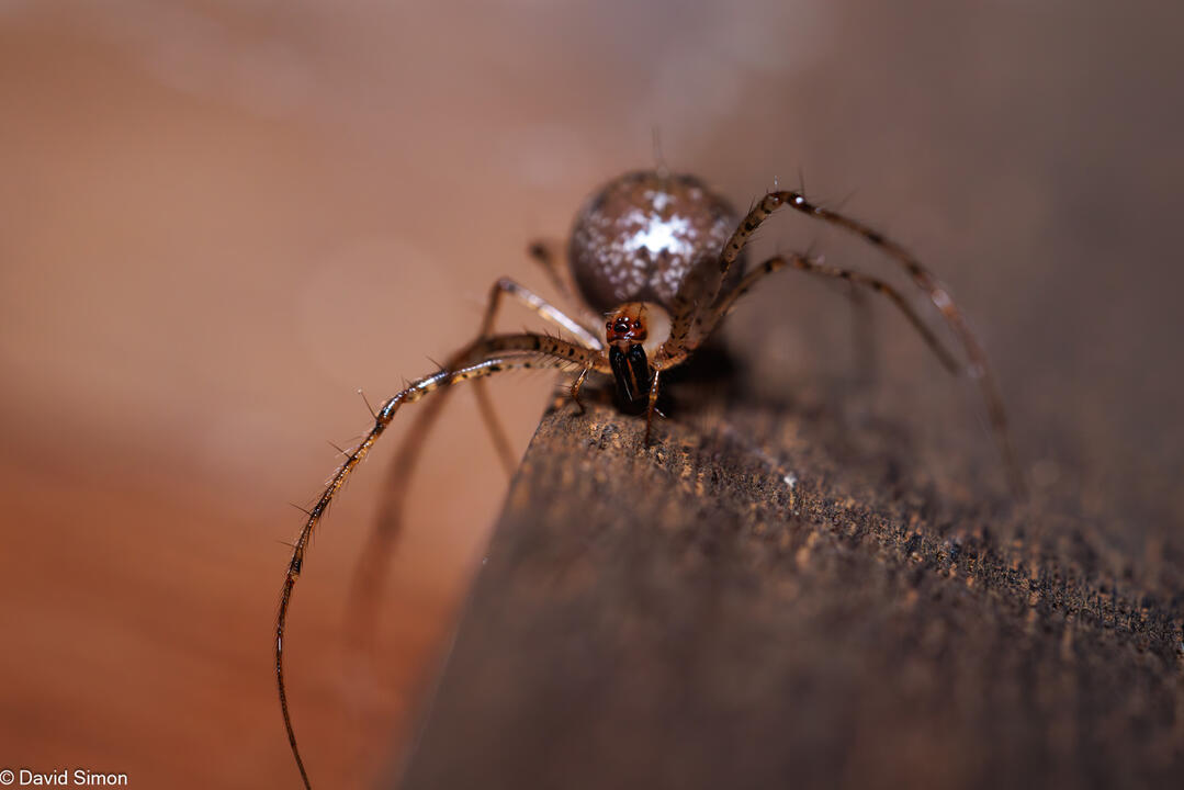 Pirate Spider Pirate Spider