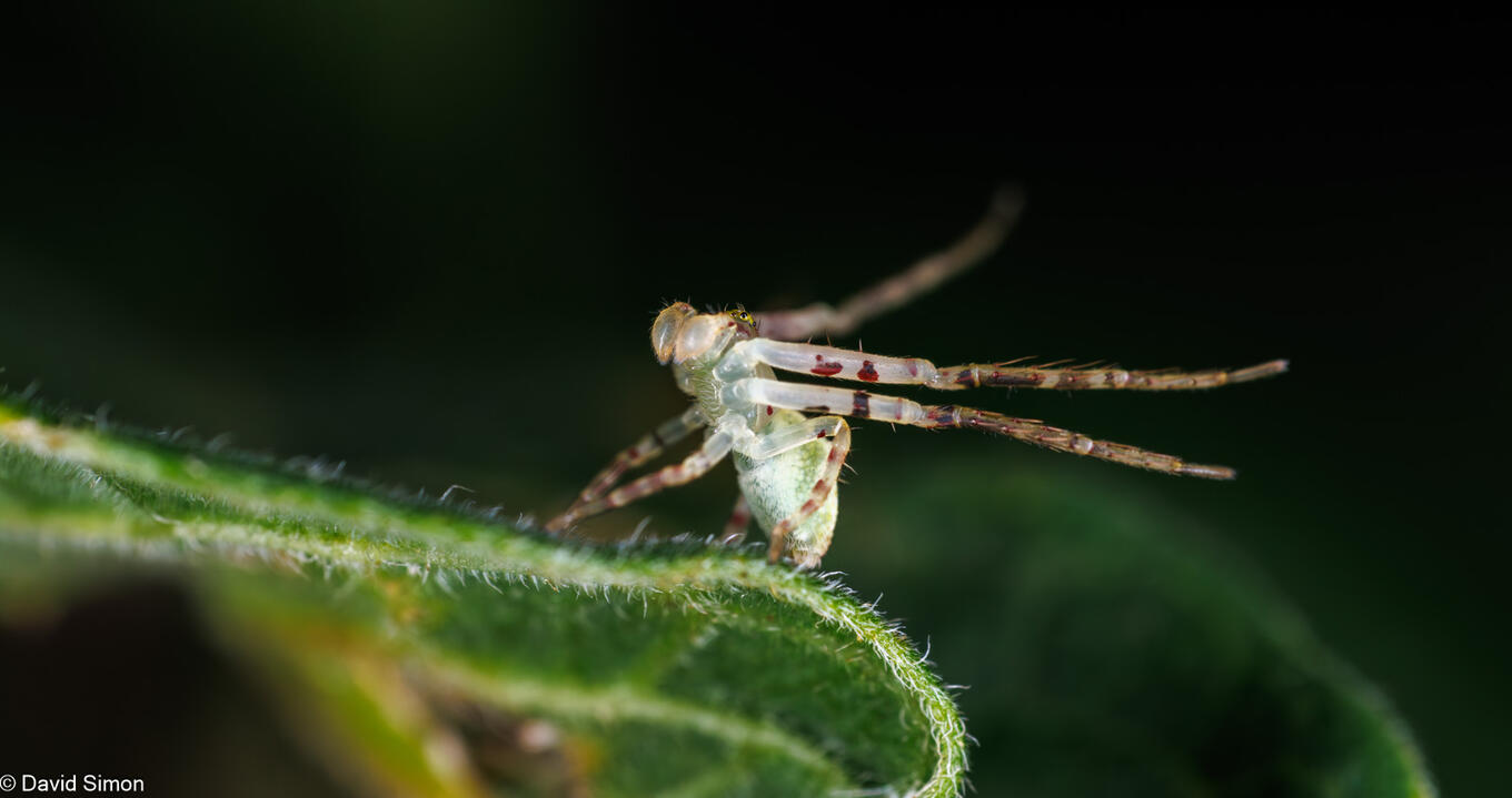 Red-tipped Crab Spider
