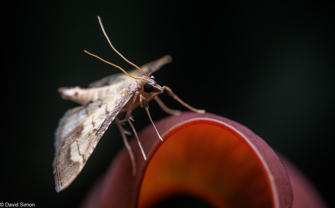 Moth