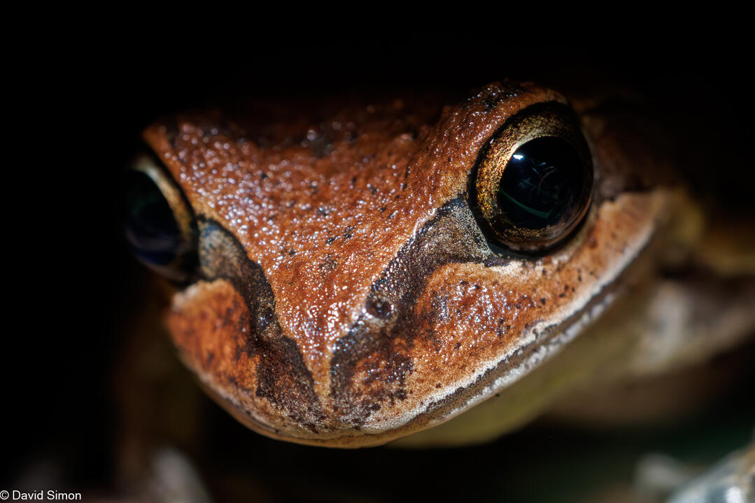 Verraux's Tree Frog