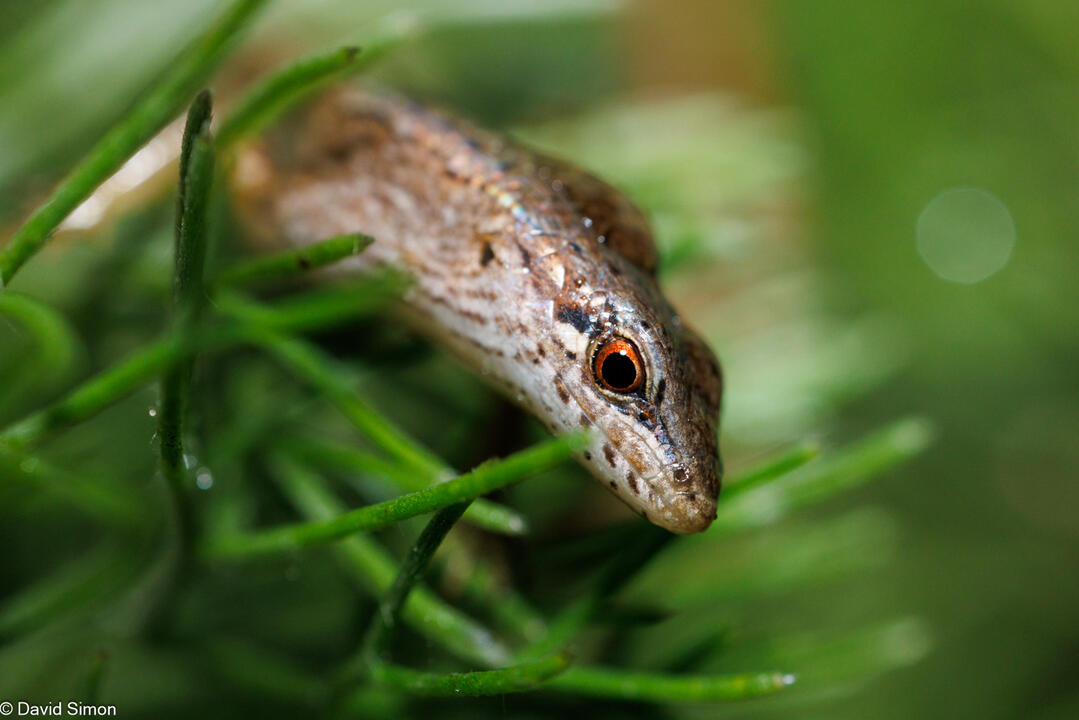 Nocturnal Skink Nocturnal Skink