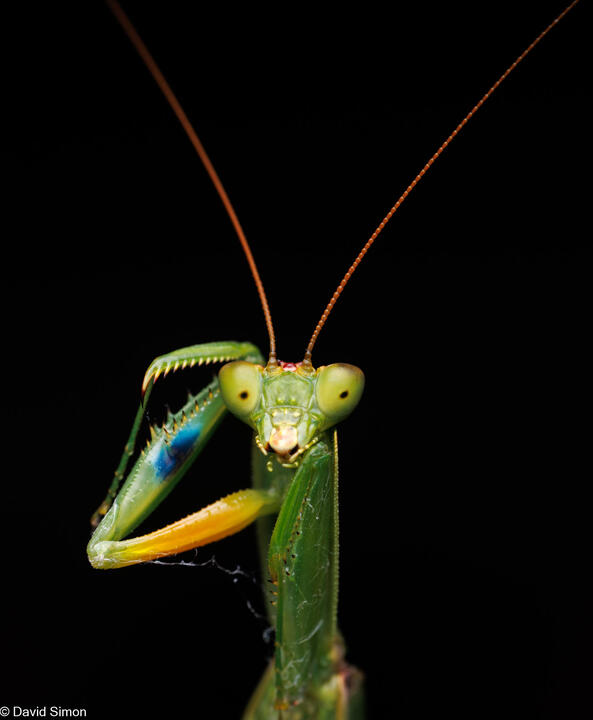 Australian Garden Mantis Australian Garden Mantis