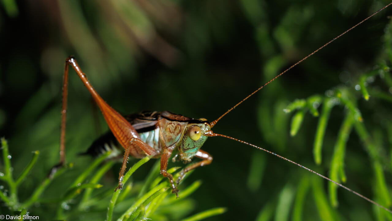 Katydid